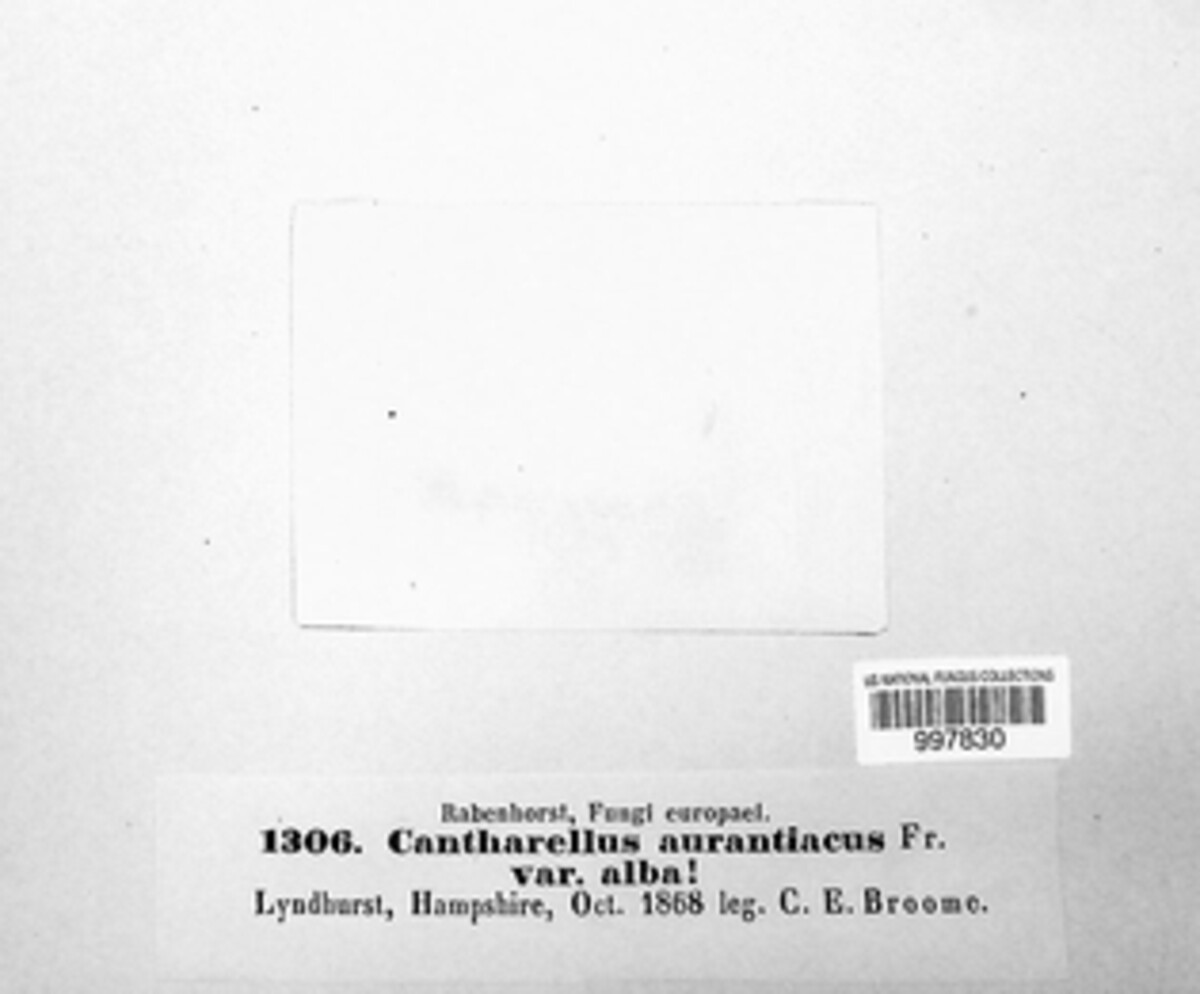 Hygrophoropsis image